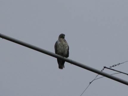 Hawk on Antenna 4.JPG